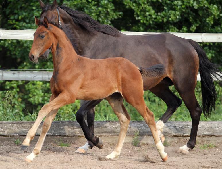 Warmblood Foals For Sale UK